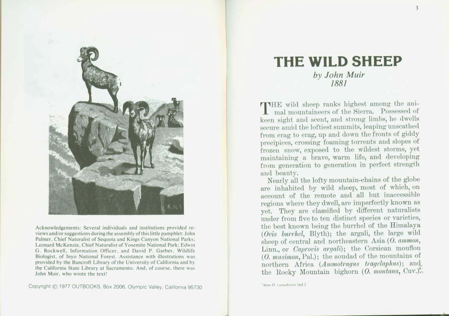 The Wild Sheep--1881. vist0017i